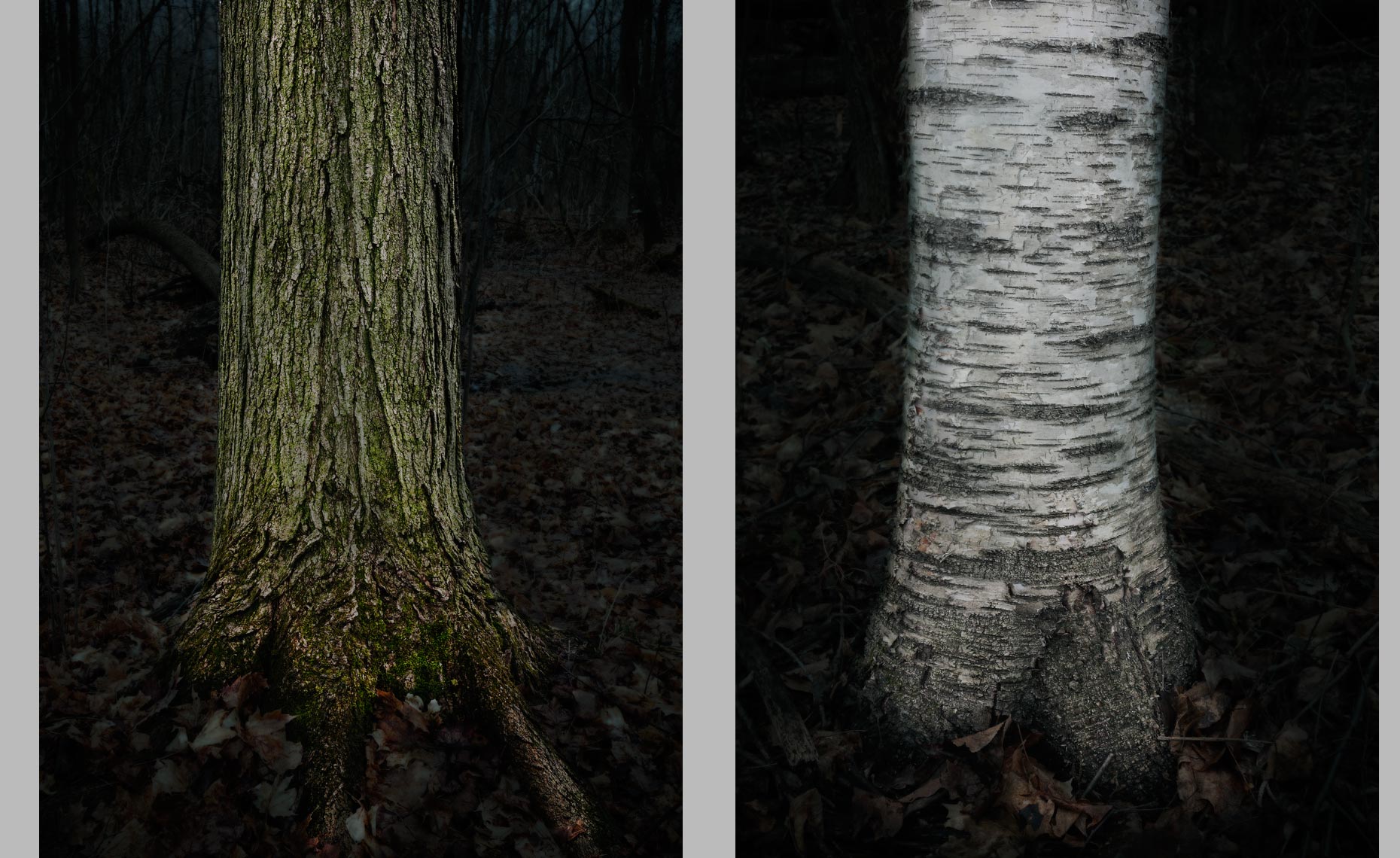 DarkTree_maplebirch.jpg