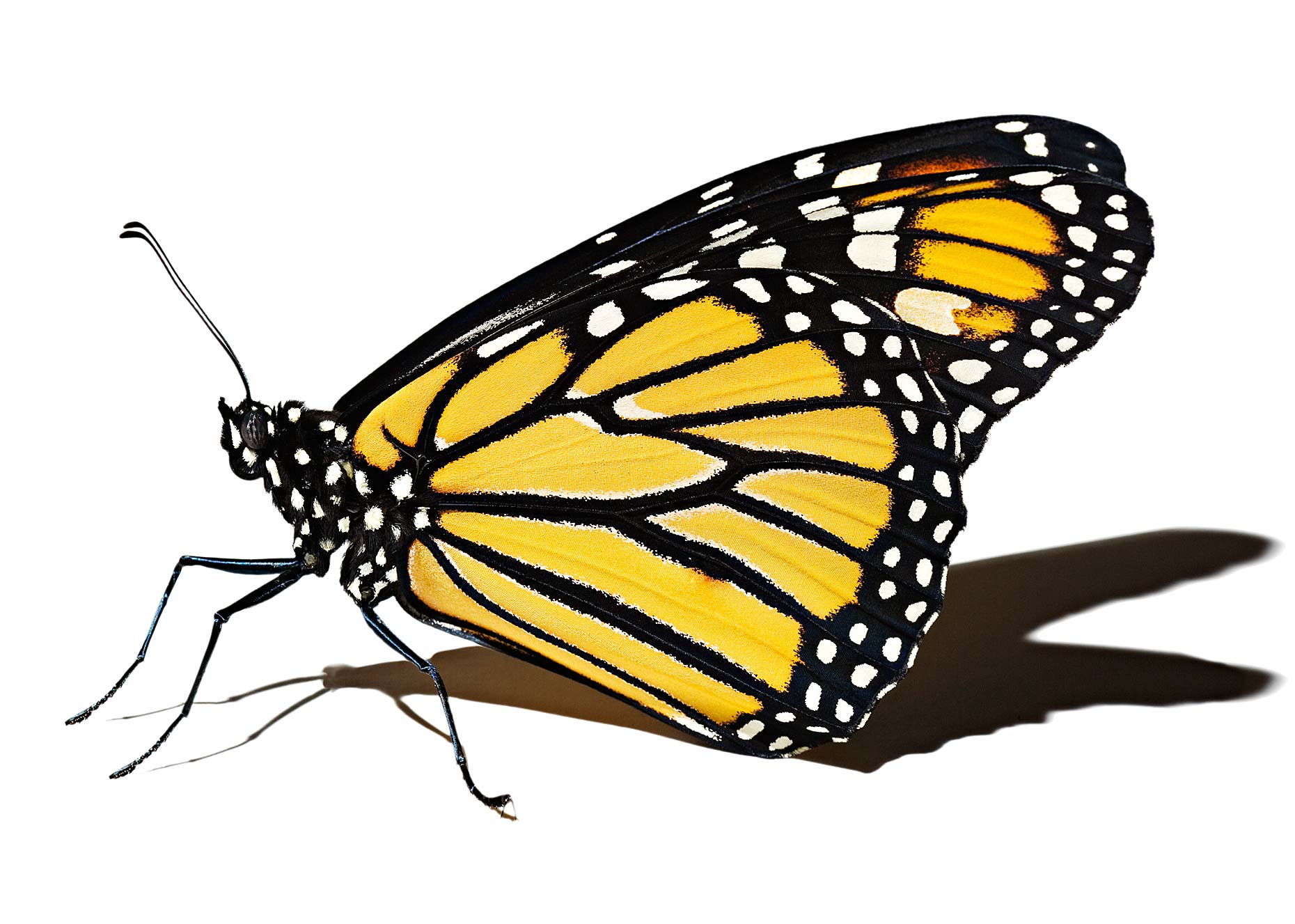 Monarch_APE.jpg