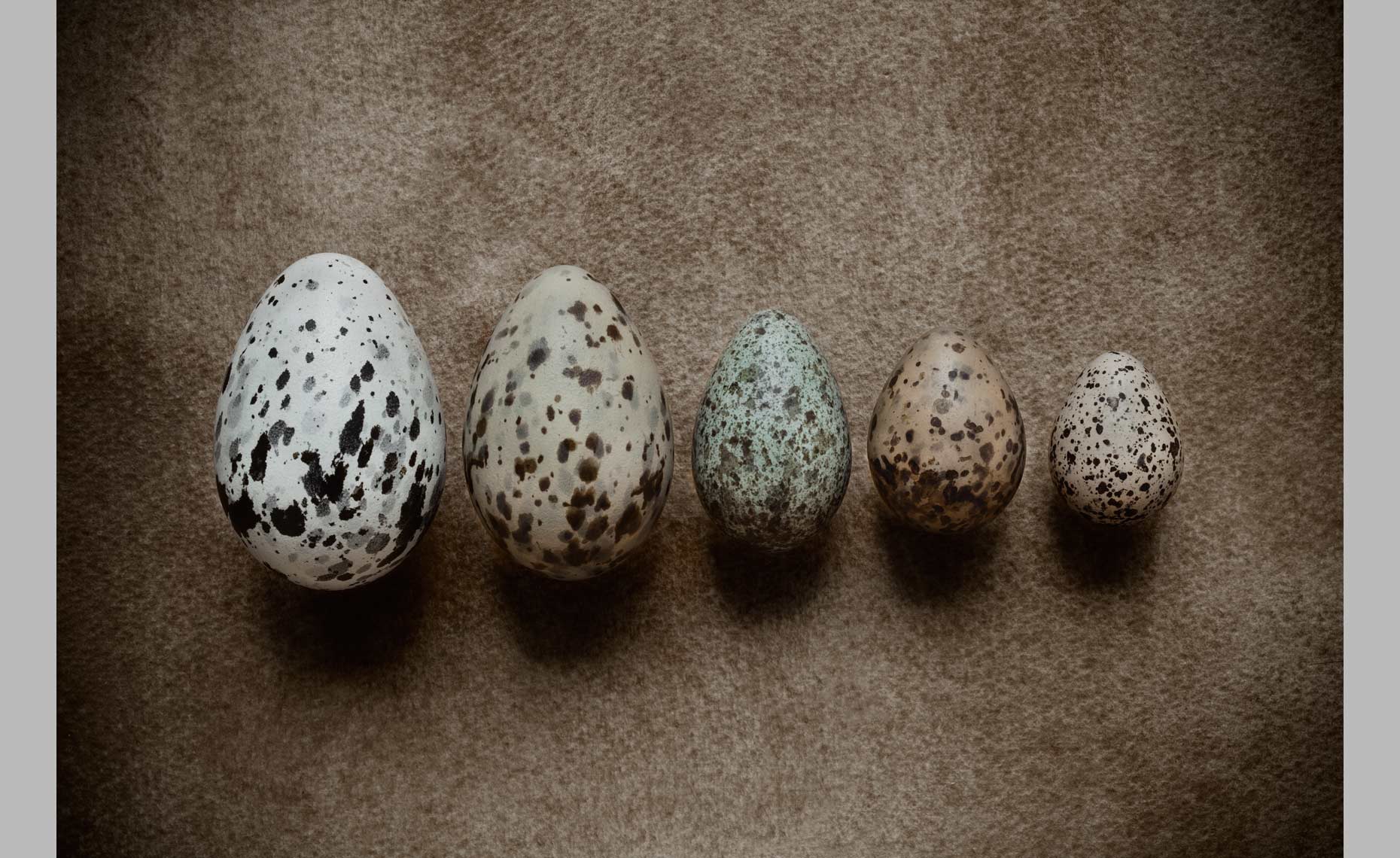 ape_birdegg.jpg