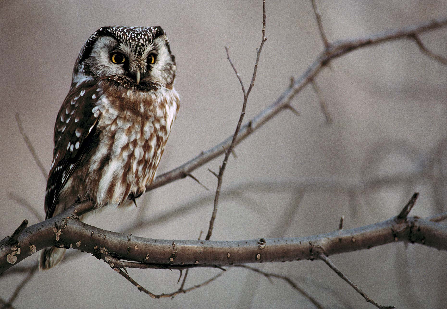boreal-owl.jpg