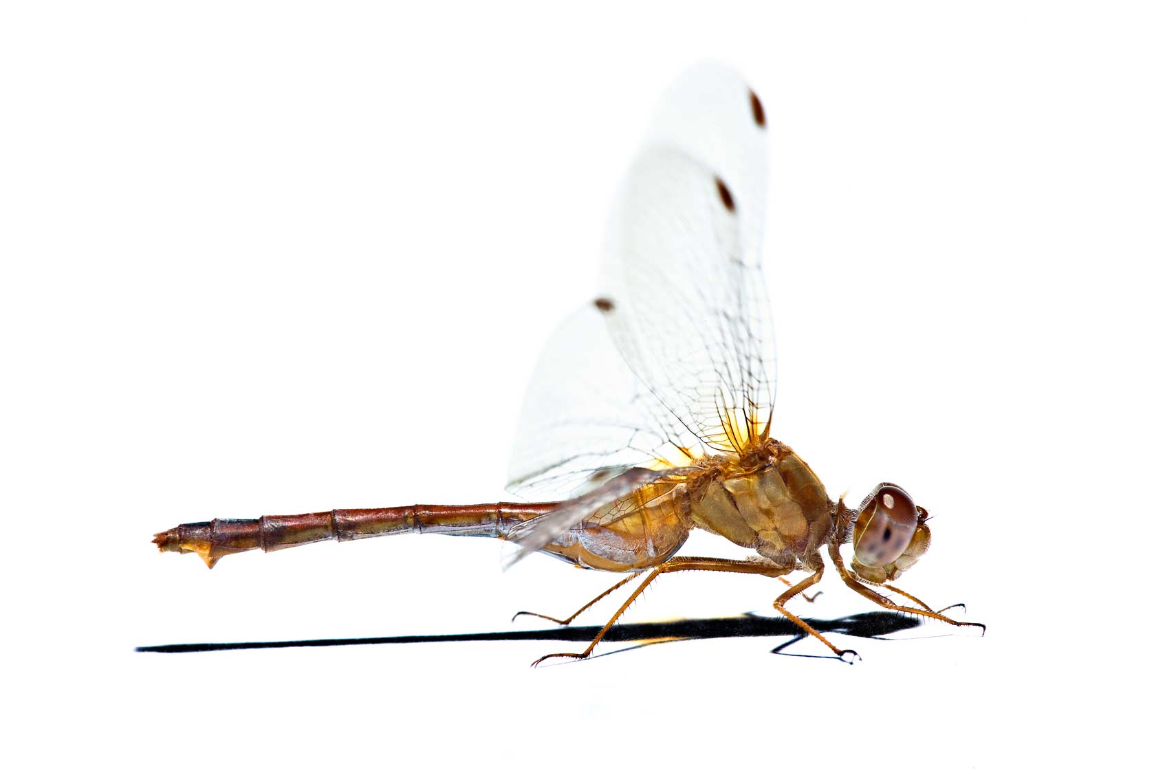 dragonfly13x19.jpg
