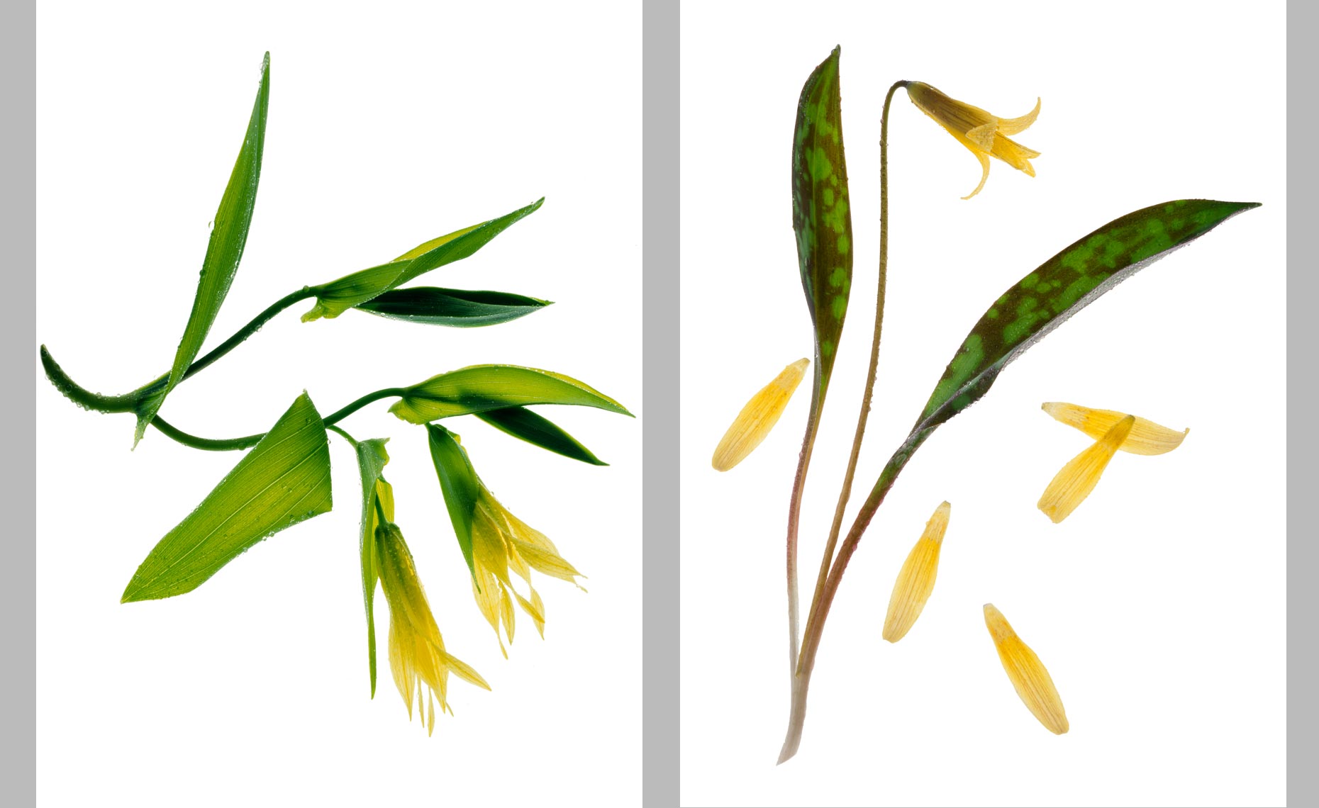 flowerpair2.jpg