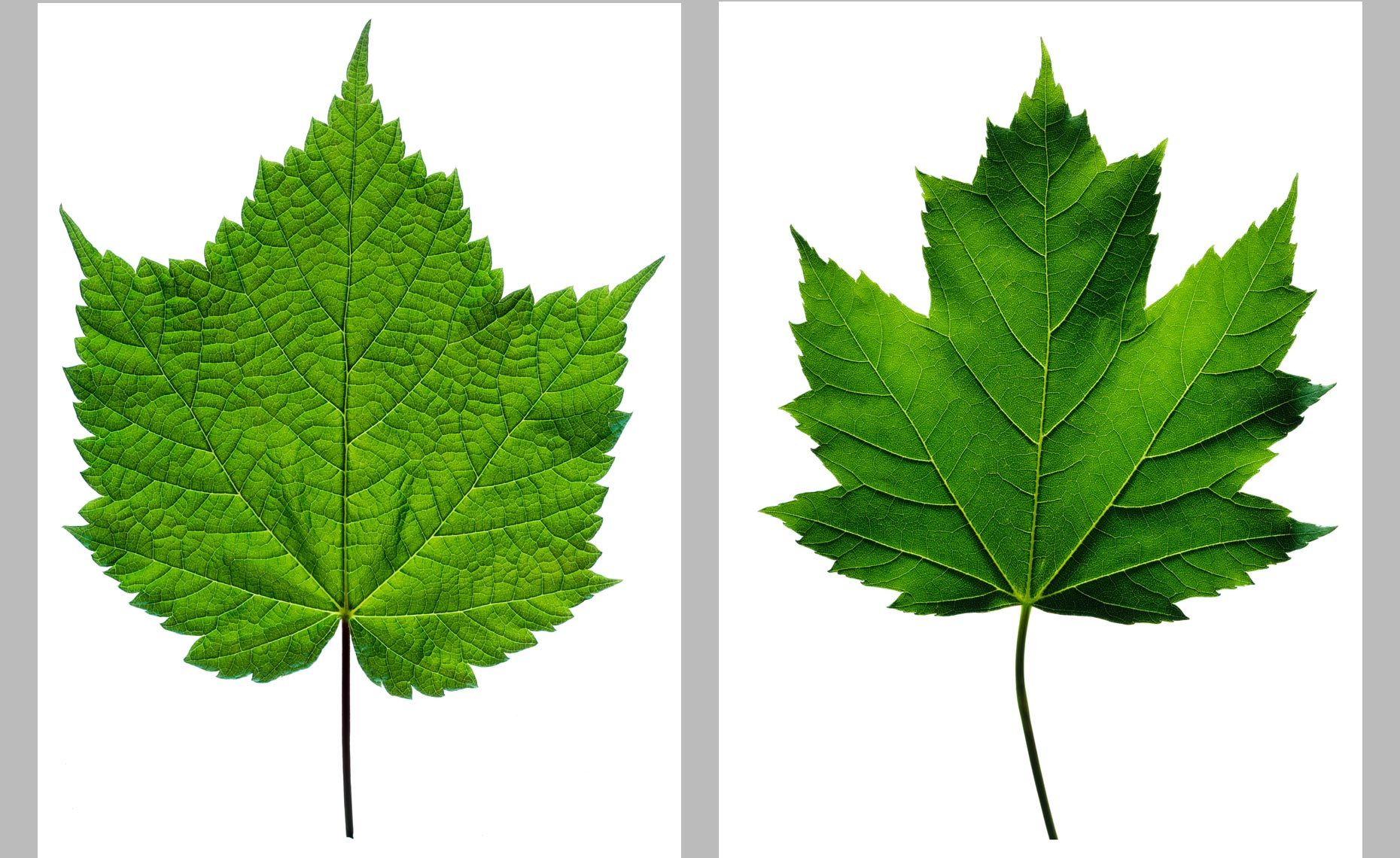 greenleafpair1.jpg