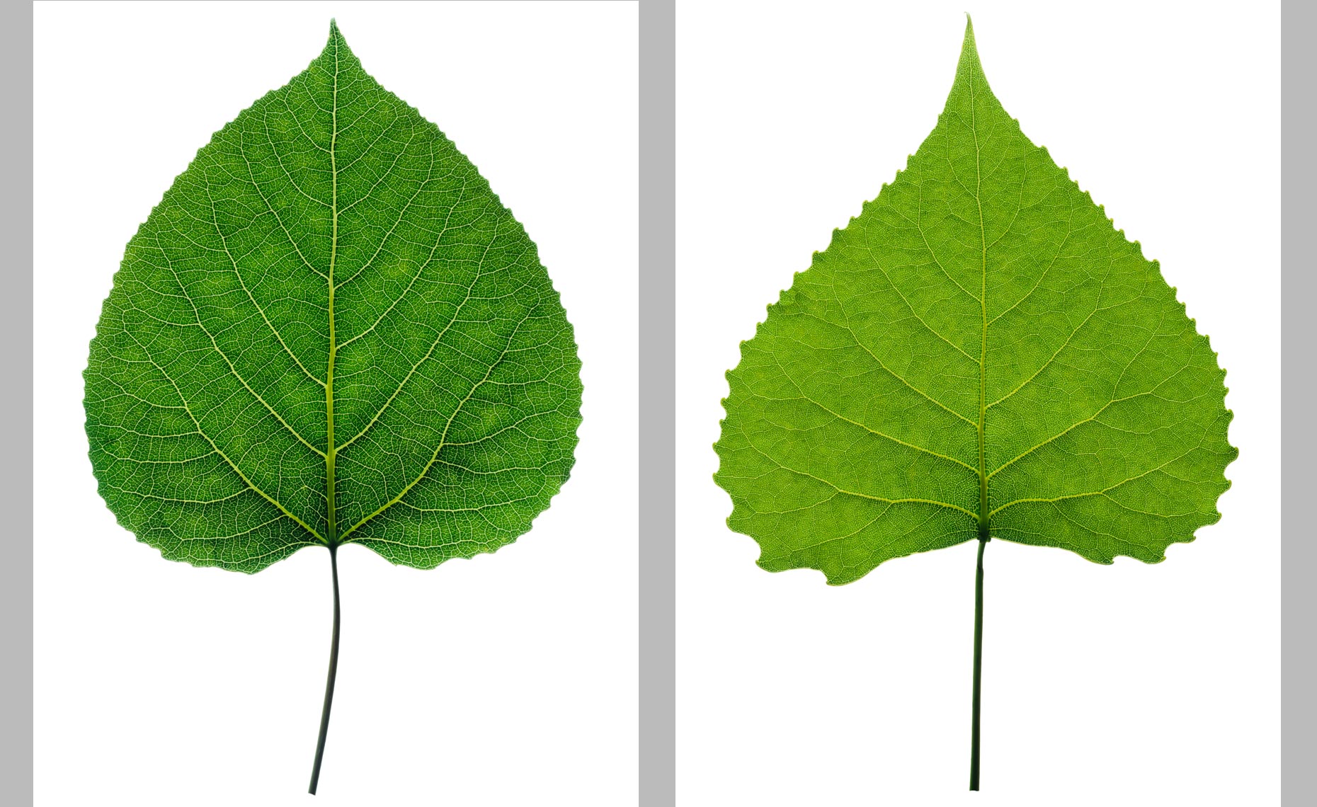 greenleafpair3.jpg