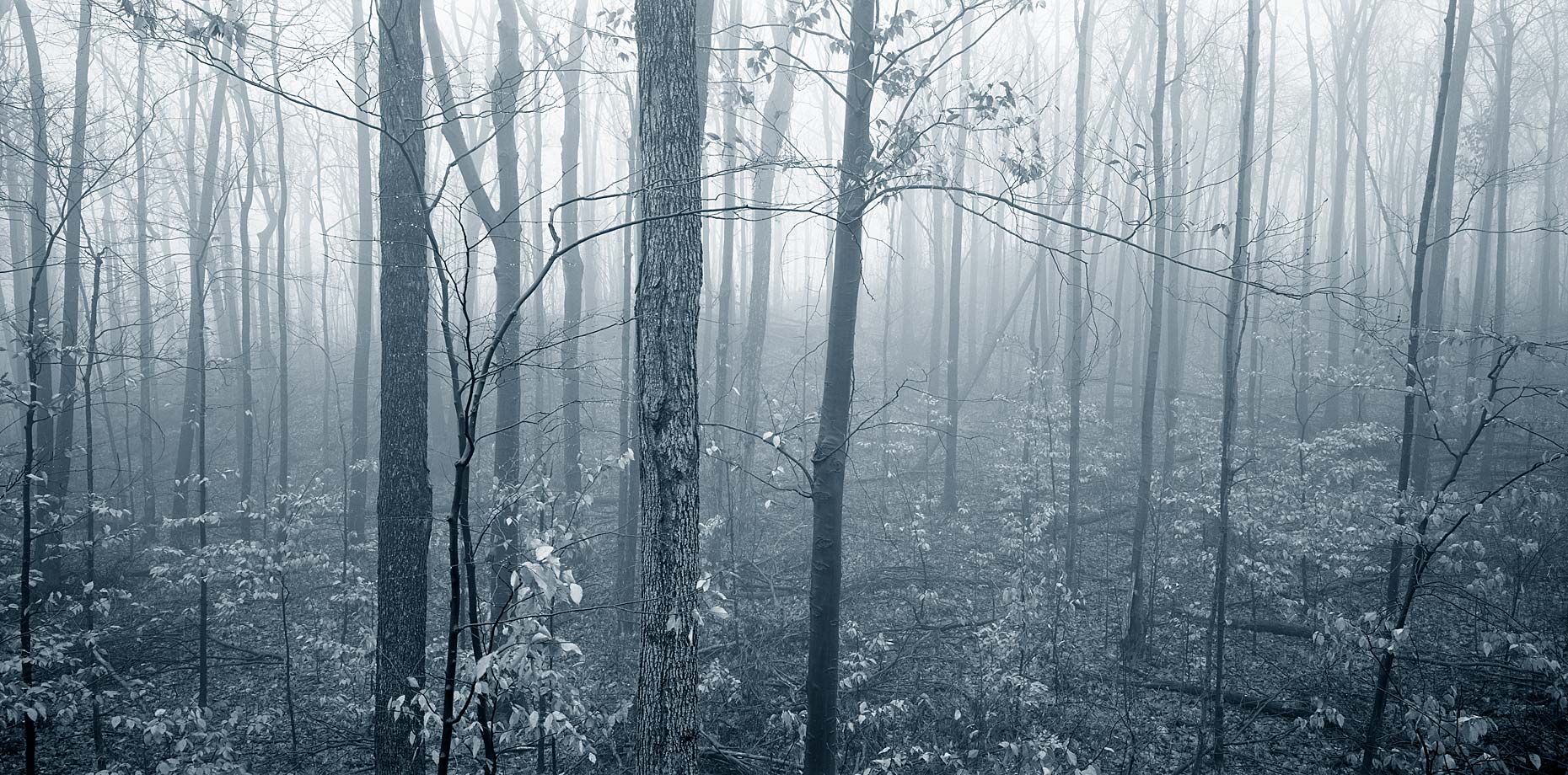 trees-in-fog.jpg